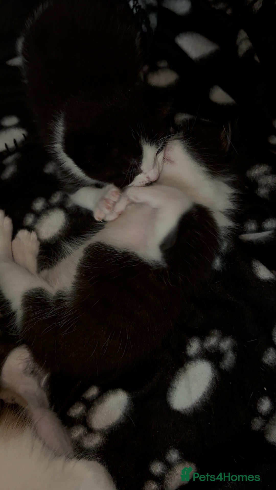 Mixed Breed cats for sale: 3 beautiful kittens for sale - Image 22