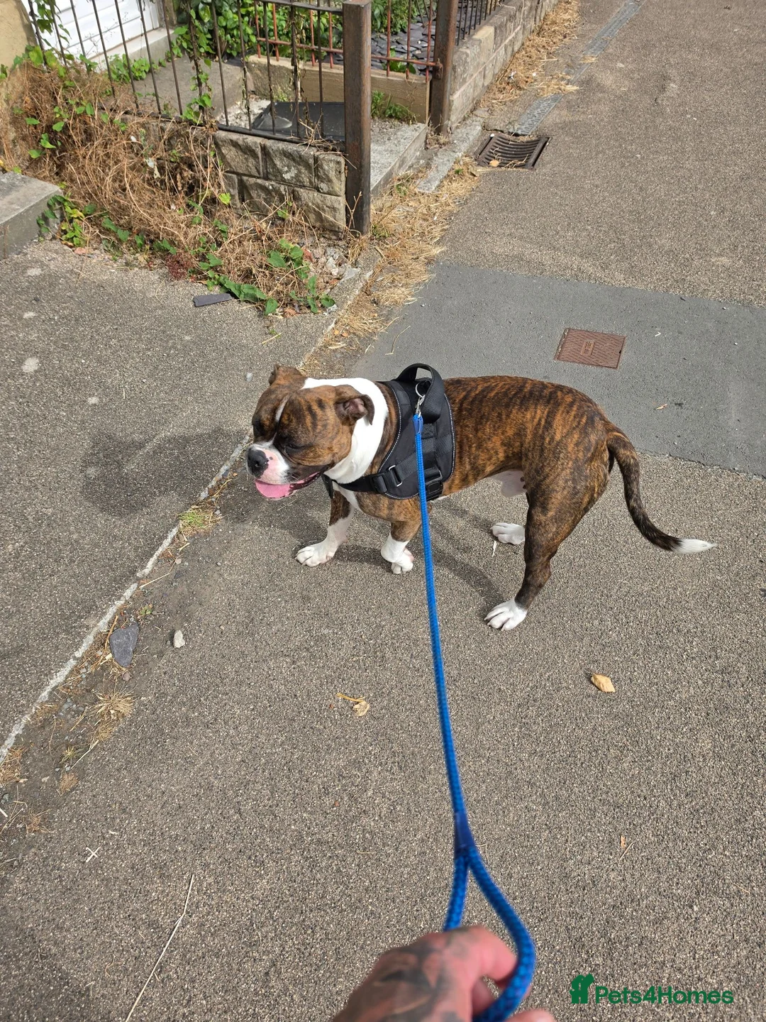 Mixed Breed dogs for sale: Reggie in Wrexham - Advert 2