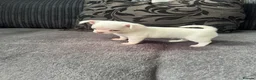 Chihuahua dogs for sale: Gorgeous white boy puppies  - Advert 2