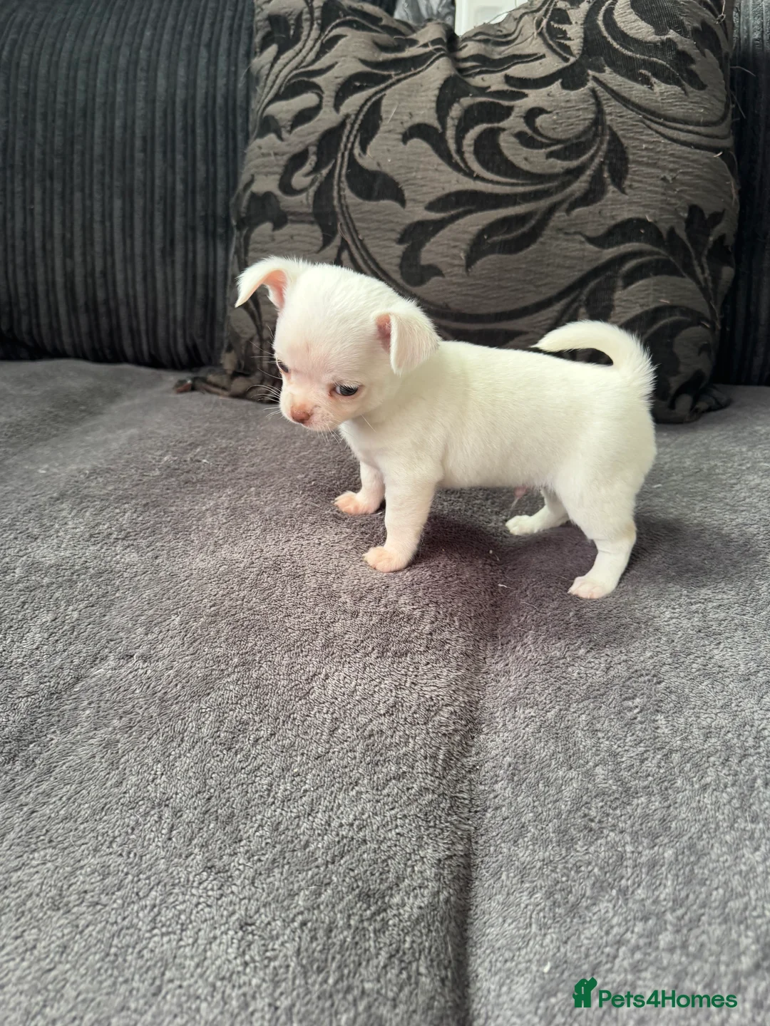 Chihuahua dogs for sale: Gorgeous white boy puppies  - Advert 2