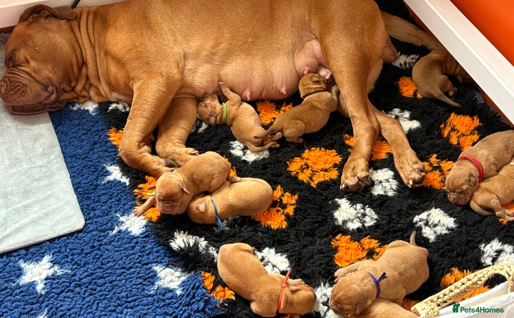 Dogue De Bordeaux dogs - Advert 2