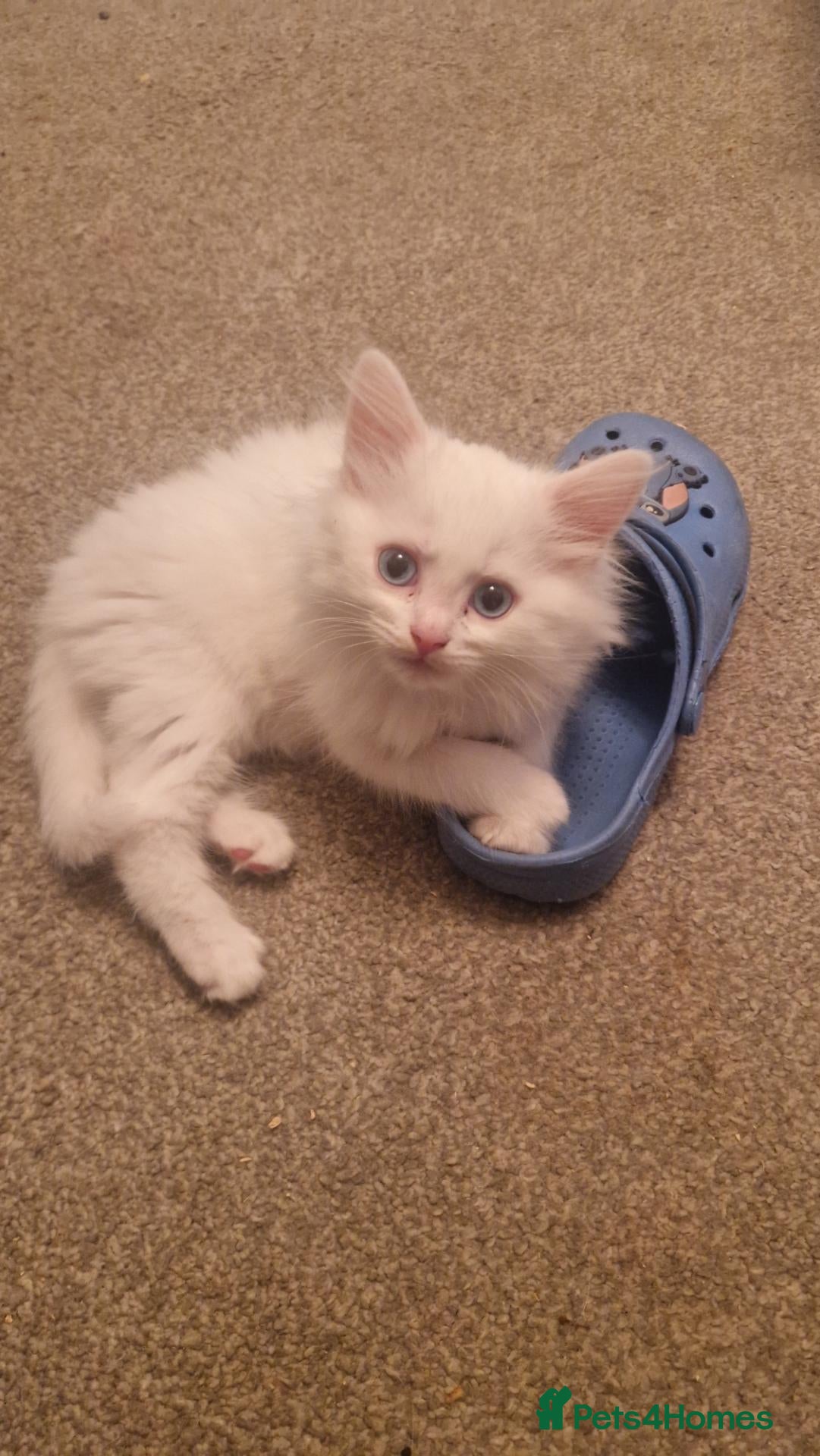 Maine Coon cats Kittens for sale - Advert 10