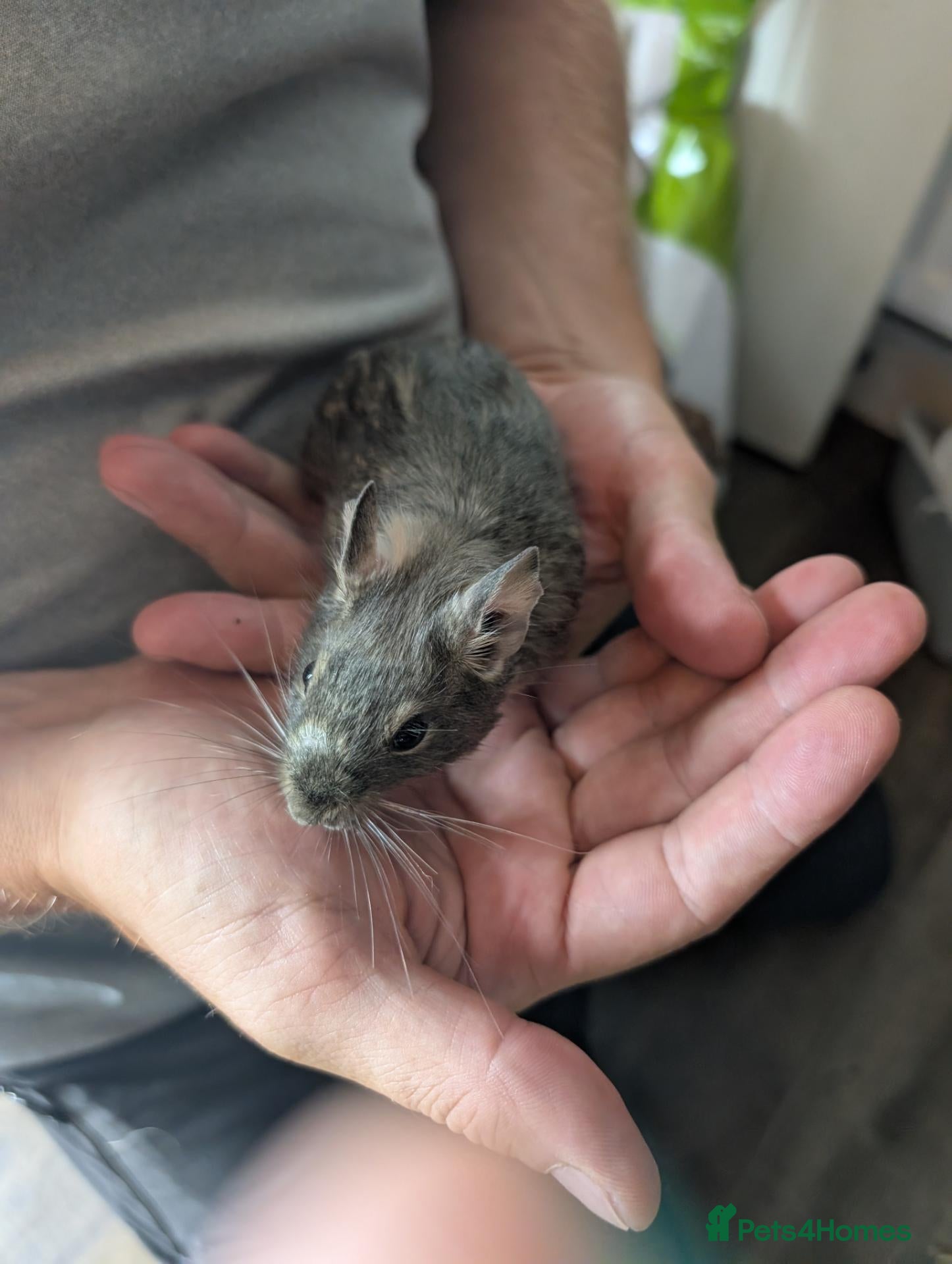 Degus rodents 5 females Degus ready for their forever homes - Advert 1