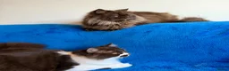 British Longhair cats for sale: Champion line Chocolate/white boy - Advert 15