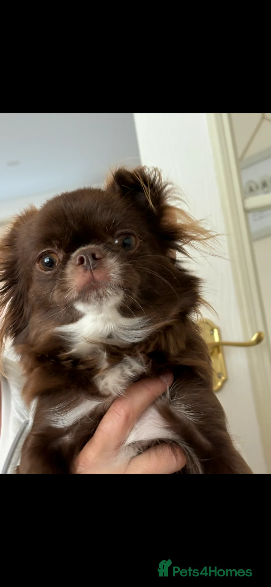 Chihuahua dogs for sale: Russian long-haired Chihuahua - Advert 12