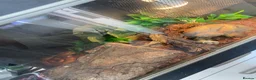 Corn Snake reptiles for sale: Corn snake  in Nelson - Advert 2