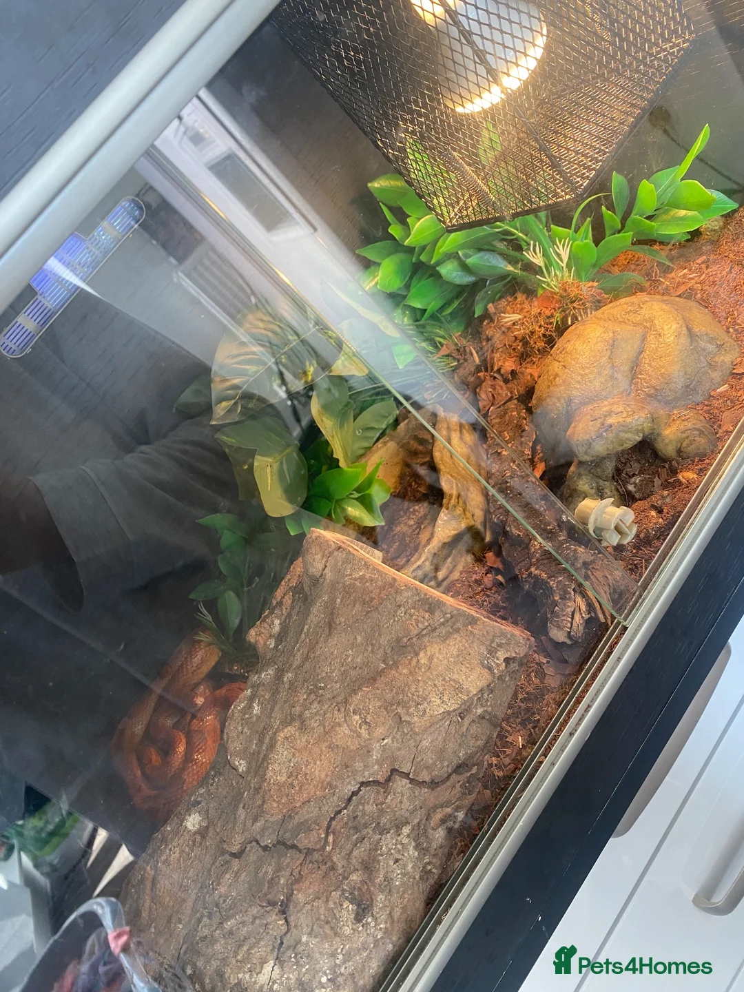 Corn Snake reptiles for sale: Corn snake  in Nelson - Advert 2
