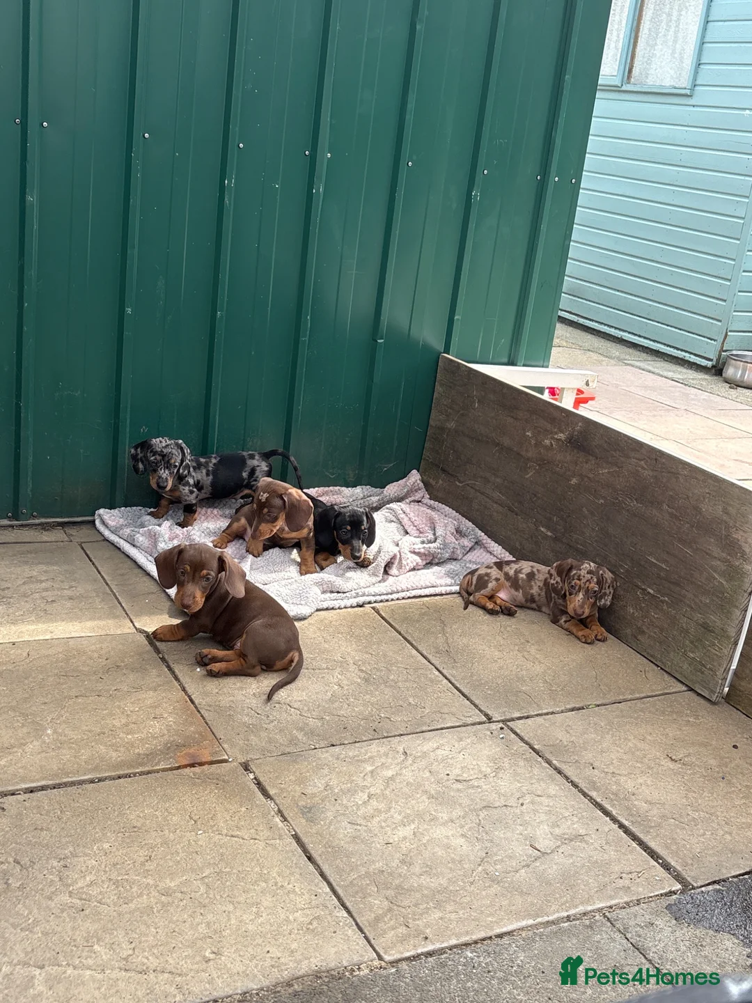 Dachshund dogs for sale: Absolutely gorgeous litter of 5 dachshund puppies - Advert 2