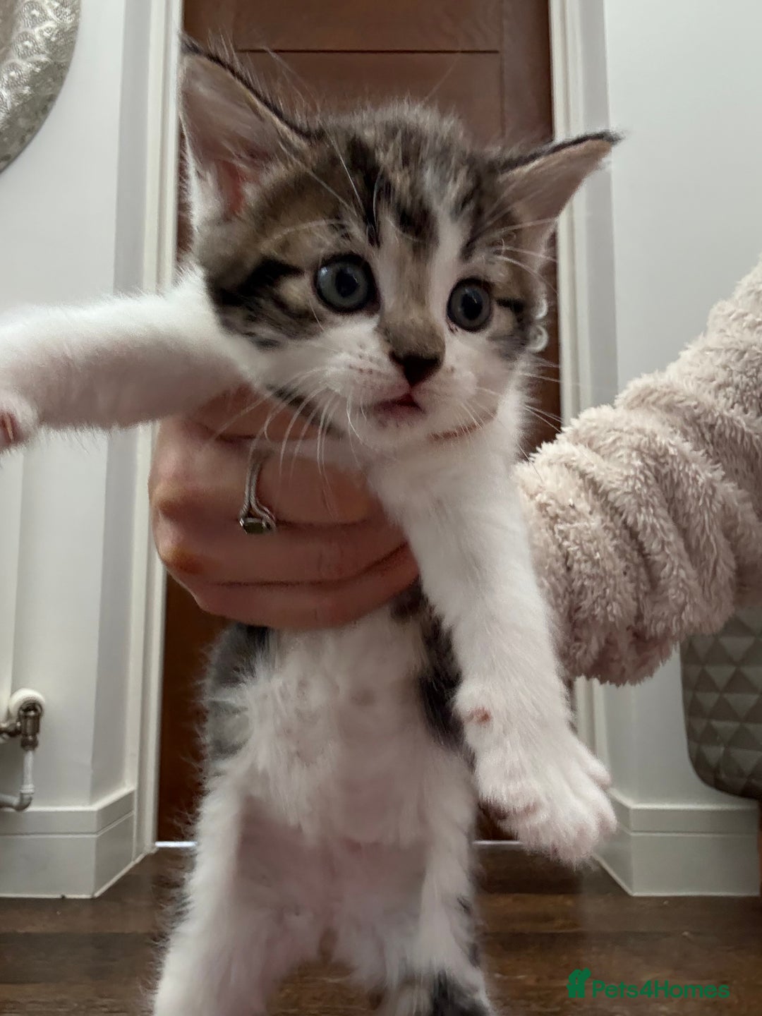 Mixed Breed cats for sale: 2 beautiful Kittens, 1 boy  1 girl - Advert 14