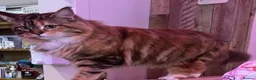 Maine Coon cats for sale: Gccf registered female Maine coon - Advert 2