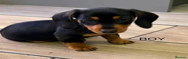 Dachshund 2