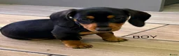 Dachshund dogs for sale: Dachshund miniature puppies 8 weeks old - Advert 11