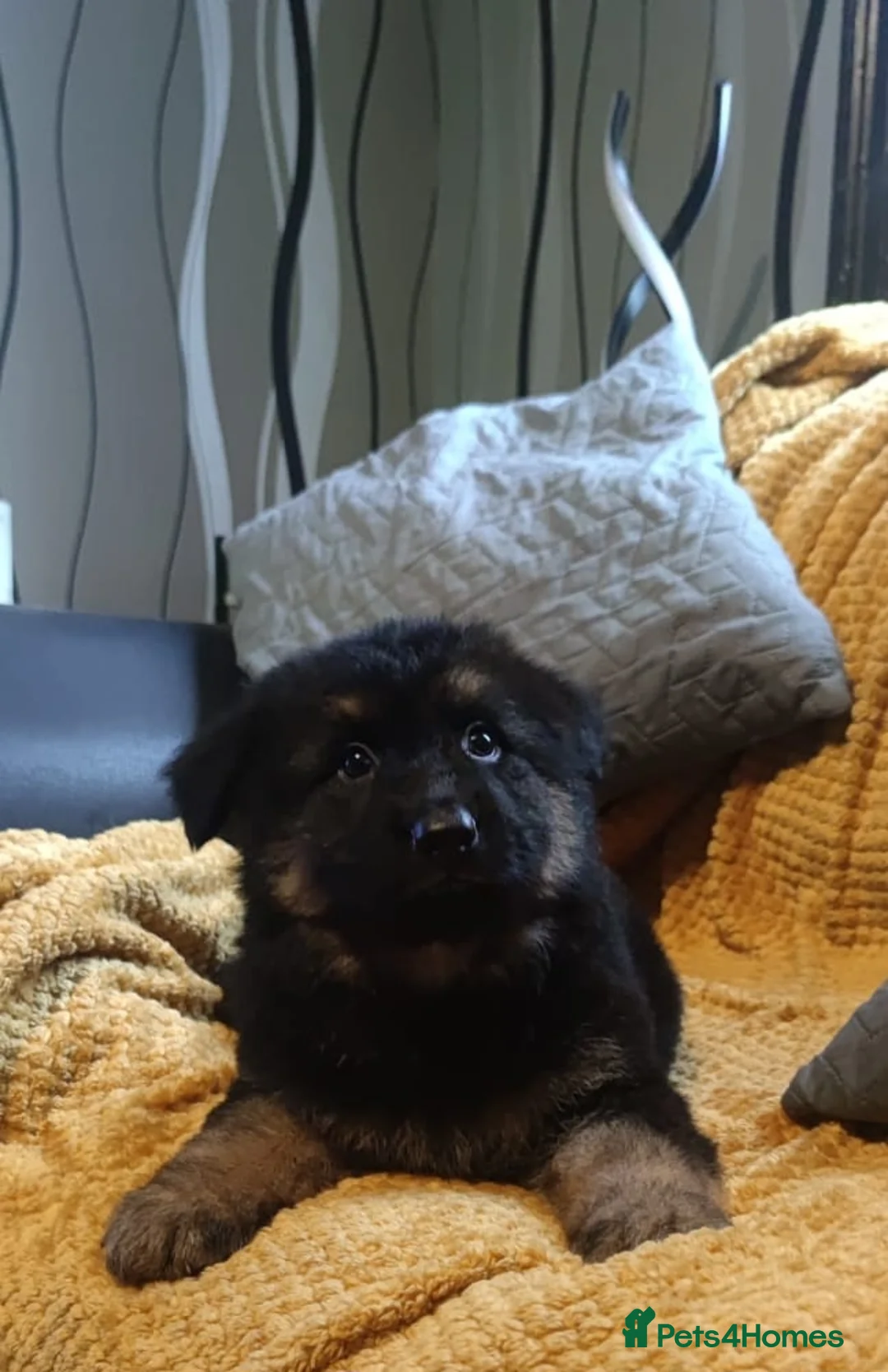 German Shepherd dogs for sale: Kc registered German shepherd puppies - Advert 4