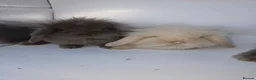 Mini Lion Lop rabbits for sale: Mini lion lops - Advert 3