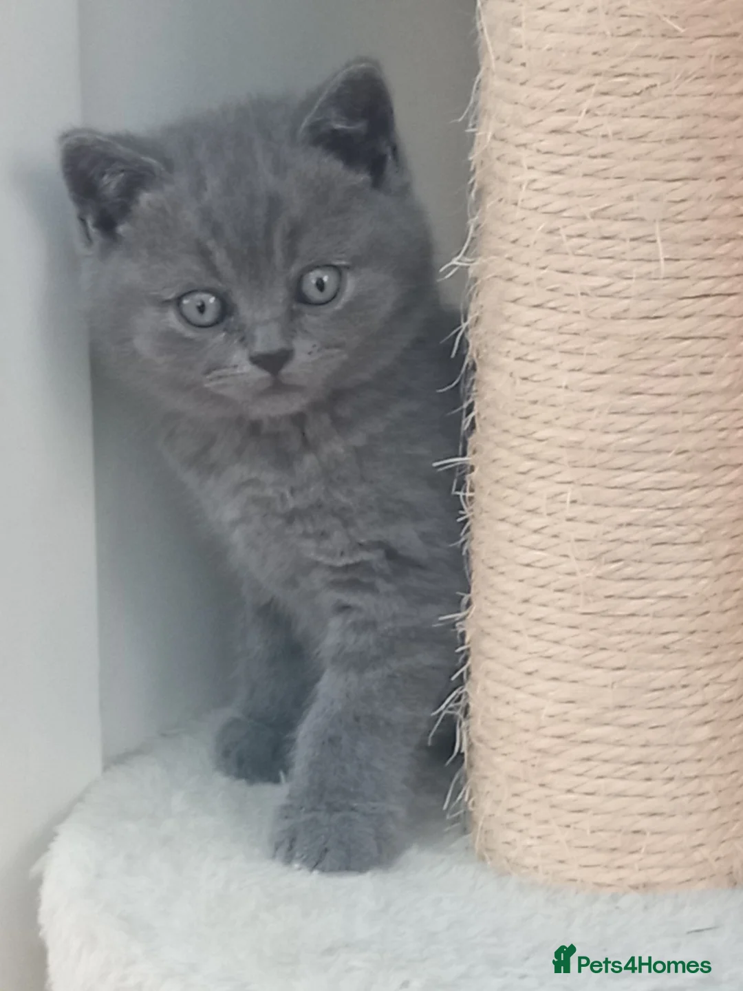 British Shorthair cats for sale: Gorgeous British short-hair kittens  - Advert 25