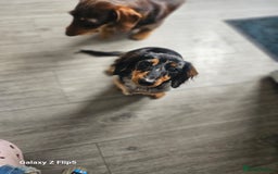 Dachshund dogs for sale: TWO DAUSHUNDS - Image 16
