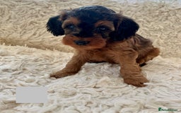 Cockapoo dogs for sale: A Beautiful litter of cockapoos  - Image 3