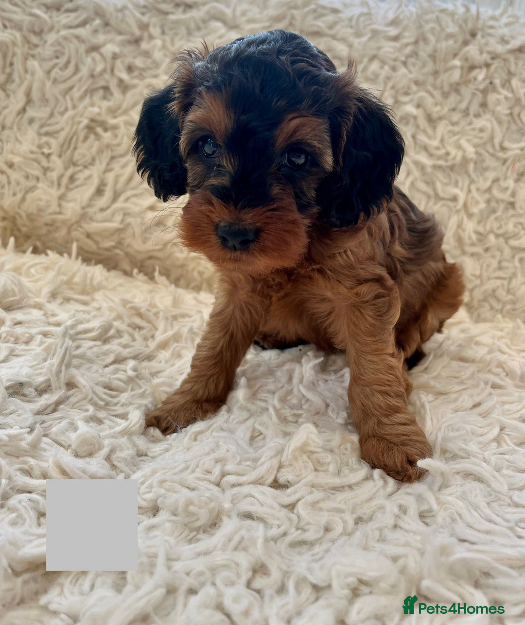 Cockapoo dogs for sale: A Beautiful litter of cockapoos  - Image 3