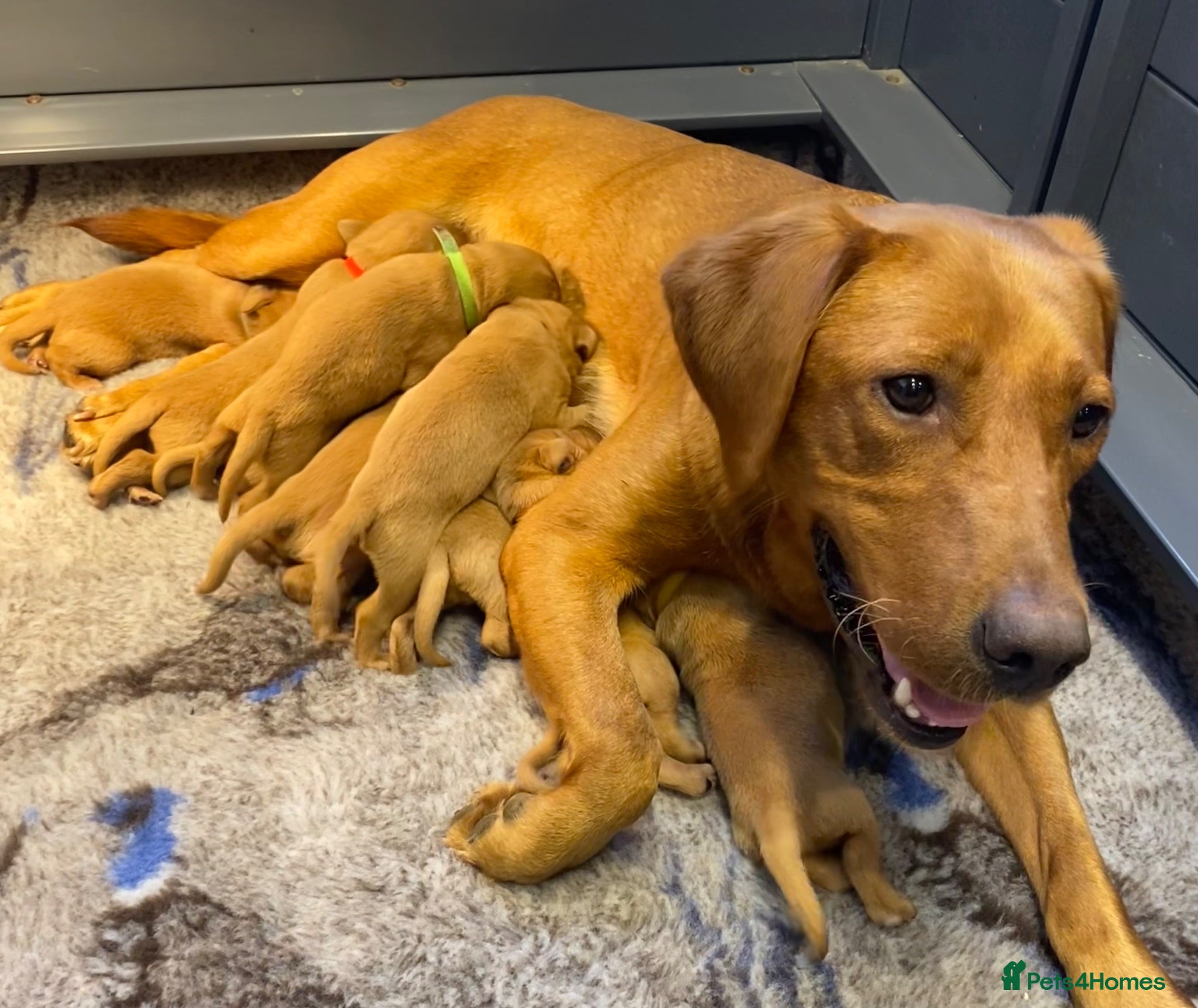 Labrador Retriever dogs FOX RED LAB PUPS PARENTS EXTENSIVELY HEALTH TESTED - Advert 2