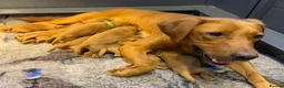 Labrador Retriever dogs for sale: FOX RED LAB PUPS PARENTS EXTENSIVELY HEALTH TESTED - Advert 2