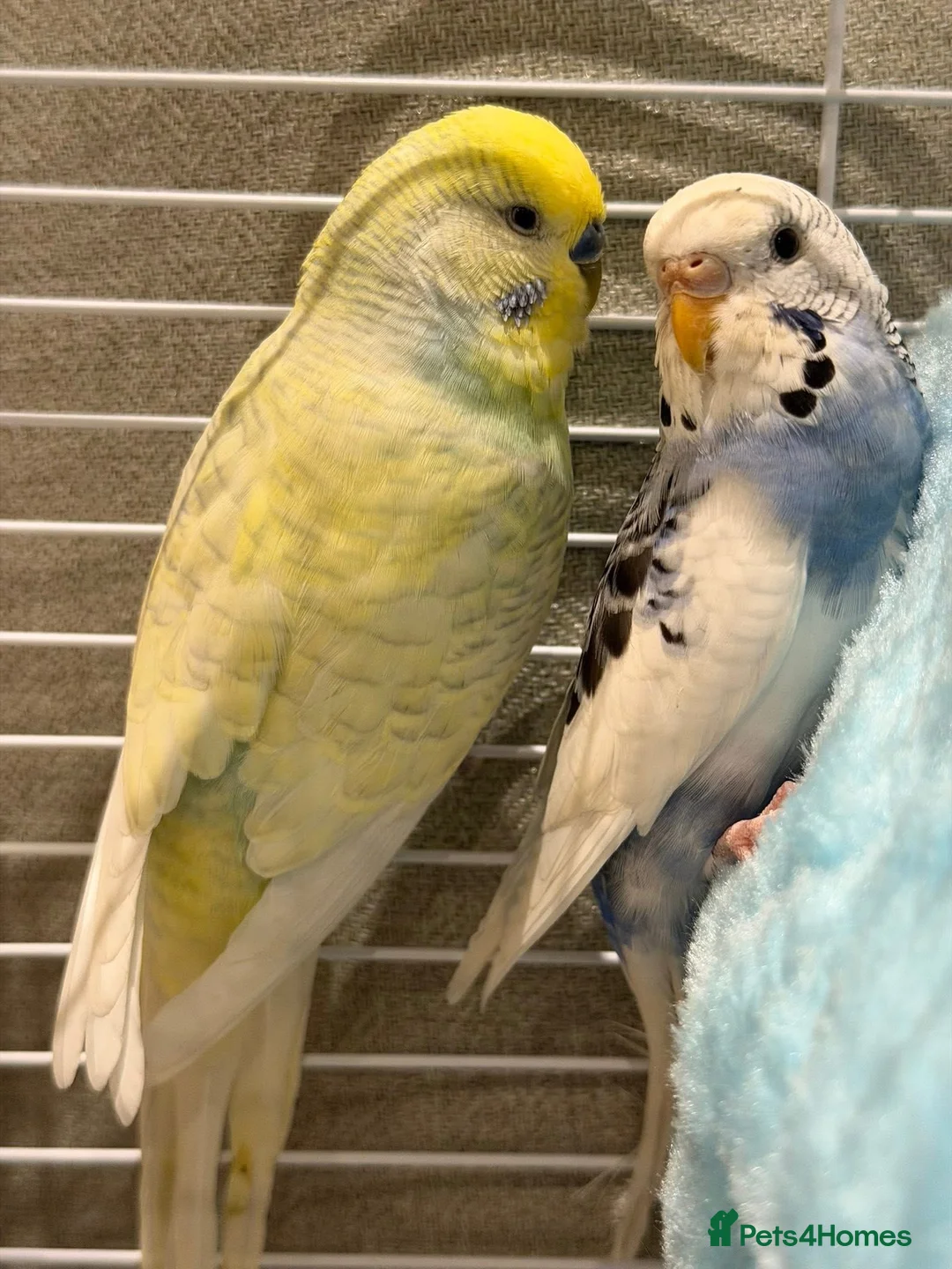 Budgerigars birds for sale: Budgies Looking for a Loving Forever Home - Advert 6