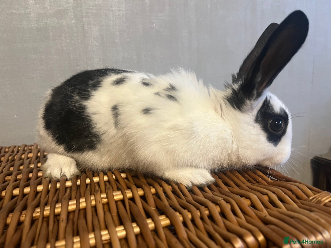 English Spot rabbits for sale: Baby English fancy rabbits - Advert 3