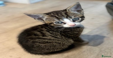 Mixed Breed cats - Advert 7