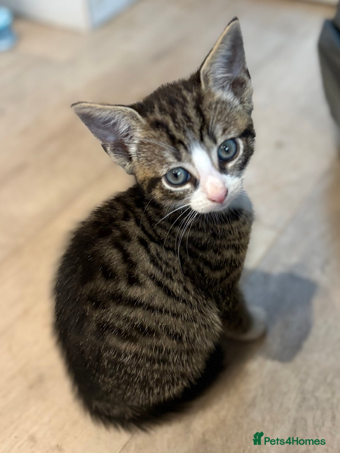 Mixed Breed cats for sale: 2 adorable male kittens for sale 🩵 - Image 3