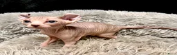 Sphynx cats for sale: TICA Reg Sphynx Kittens, Extensive Genetic Testing - Advert 6