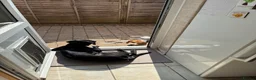 Mixed Breed dogs for sale: Bingo – Whippet x Labrador (Whipador)  in Maidstone - Advert 6