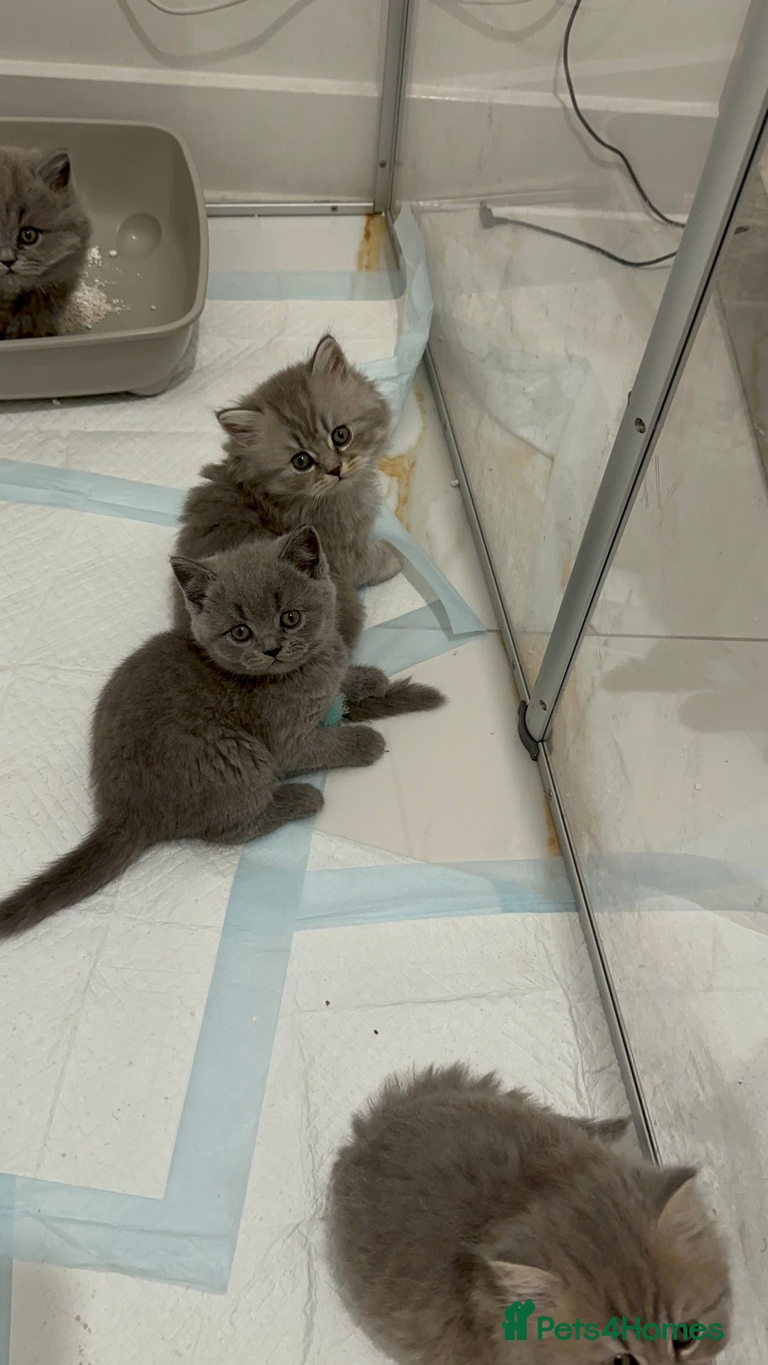 British Longhair cats for sale: British Longhair GCCF Registered  - Image 14