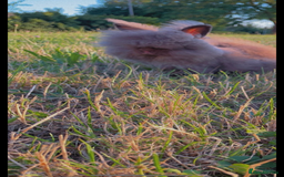 Lionhead rabbits for sale: Female lion head rabbit for sale  - Image 3