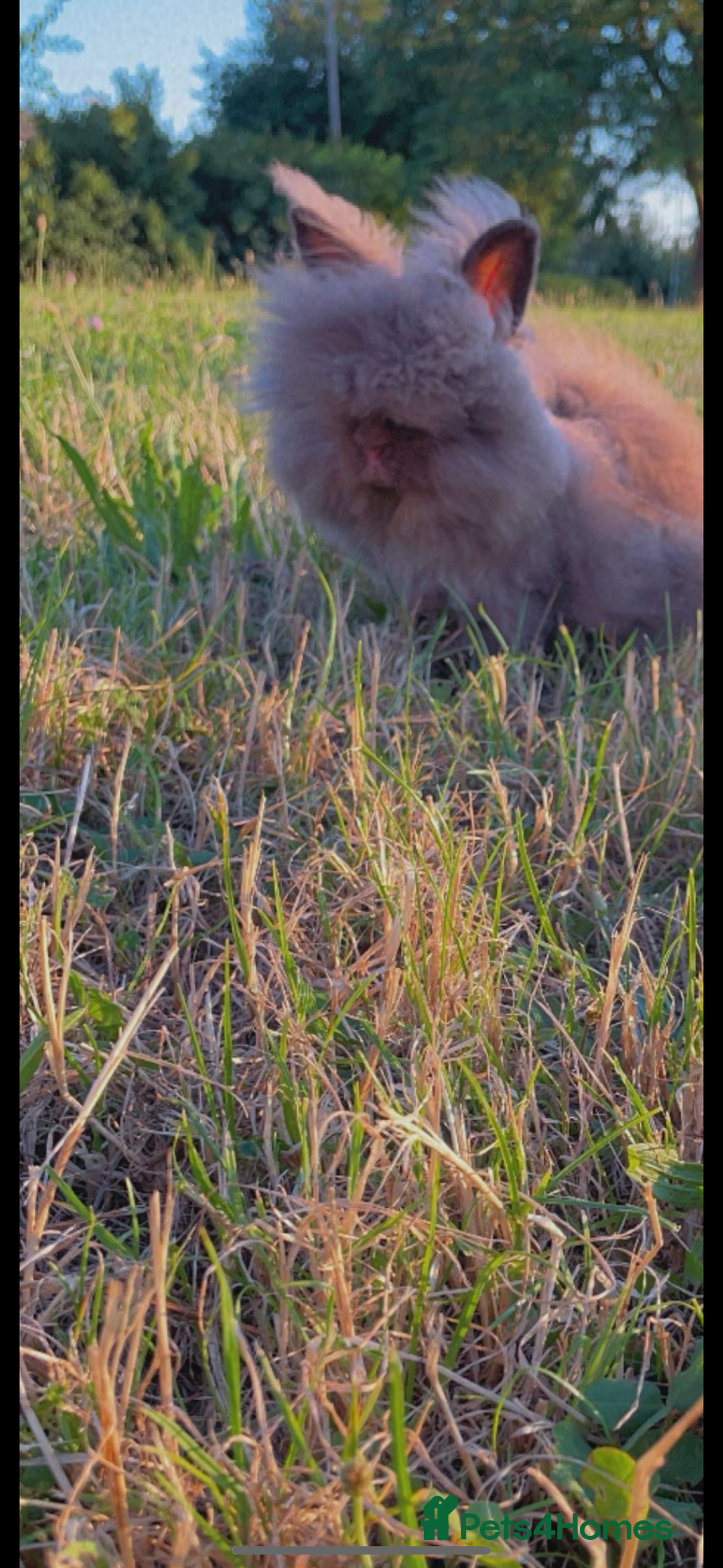 Lionhead rabbits for sale: Female lion head rabbit for sale  - Image 3