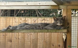 Bengal cats for sale: Striking Blue TICA Male Bengal Kittens 💙  - Image 39