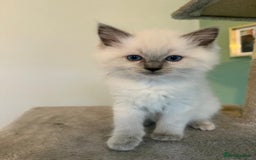 Ragdoll cats for sale: Beautiful blue point kittens - Advert 11