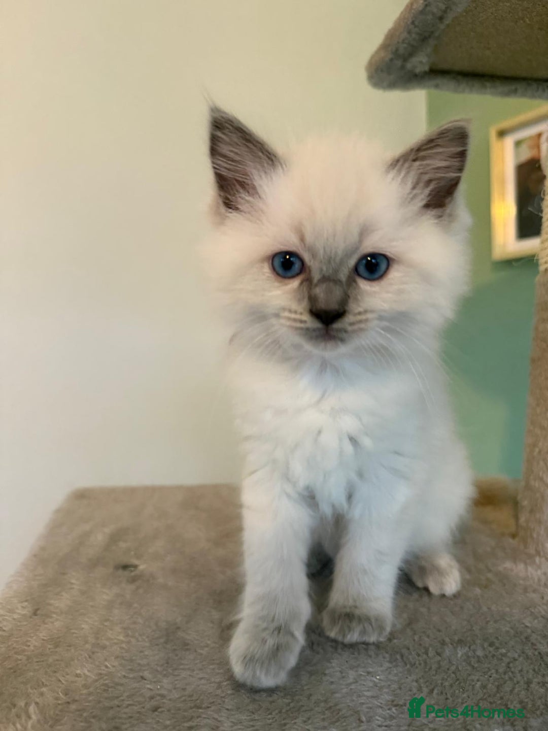 Ragdoll cats for sale: Beautiful blue point kittens - Advert 11