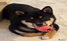 Japanese Shiba Inu dogs for sale: Beautiful Pedigree Shiba Inu (9 month old) - Image 3