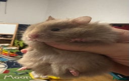 Hamster rodents for sale: Stunning home-bred Syrian hamster pups  - Image 7