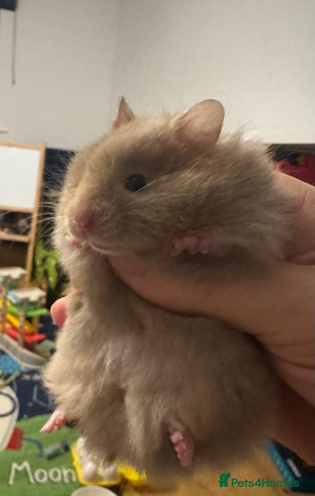 Hamster rodents for sale: Stunning home-bred Syrian hamster pups  - Image 7