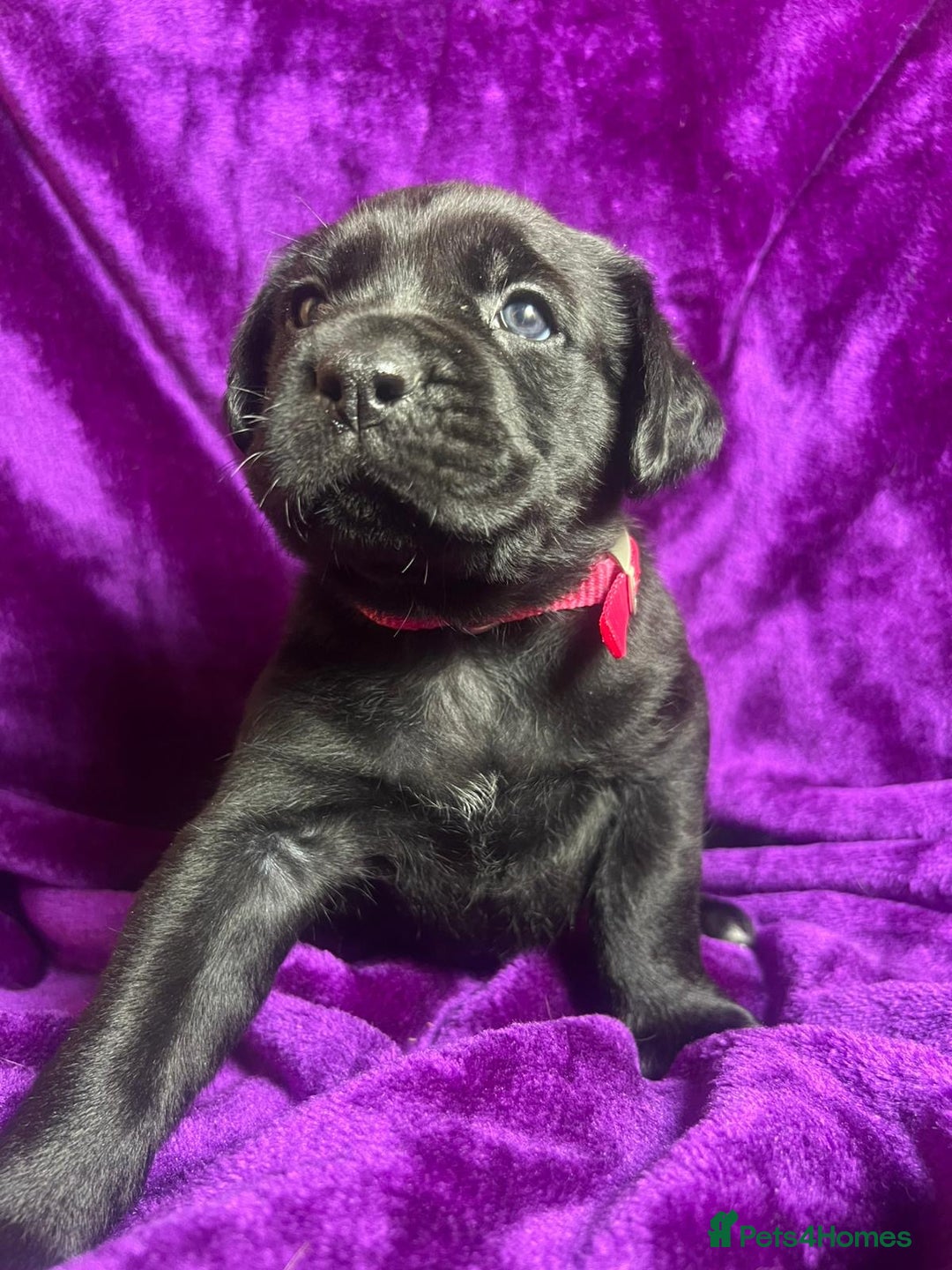 Mixed Breed dogs for sale: Cane Corso × Rottweiler/Bordeaux Puppies All Girls - Image 14