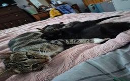 Mixed Breed cats for sale: Kittens for sale - Image 8