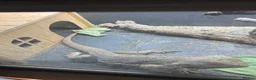 Bearded Dragon reptiles for sale: Bearded dragon for sale  - Advert 1