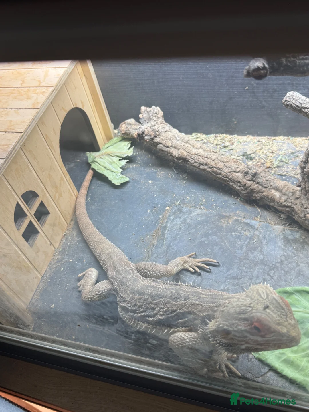 Bearded Dragon reptiles for sale: Bearded dragon for sale  - Advert 1