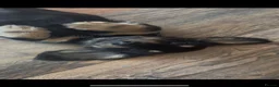 Miniature Dachshund dogs for sale: Miniature Dachsund puppies ready now  - Advert 2