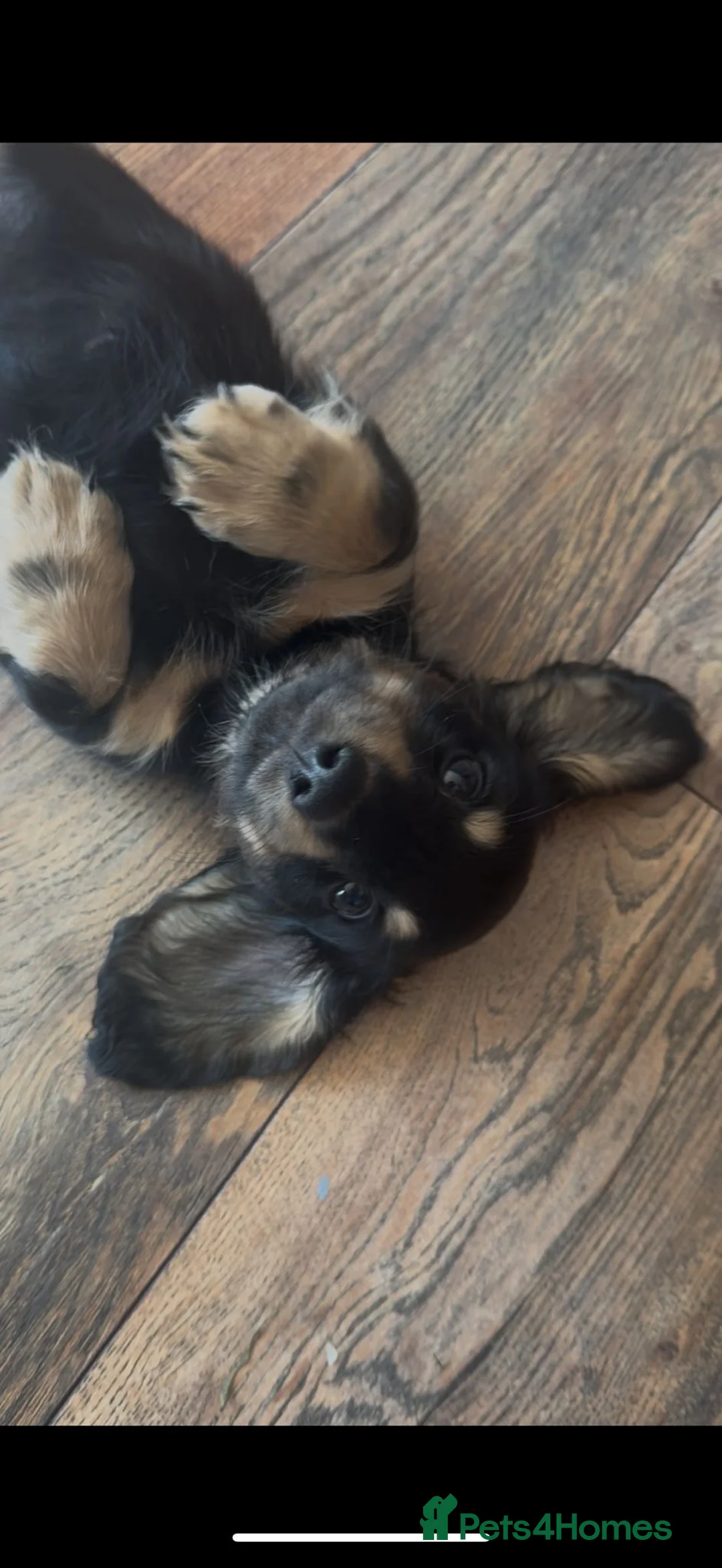 Miniature Dachshund dogs for sale: Miniature Dachsund puppies ready now  - Advert 2