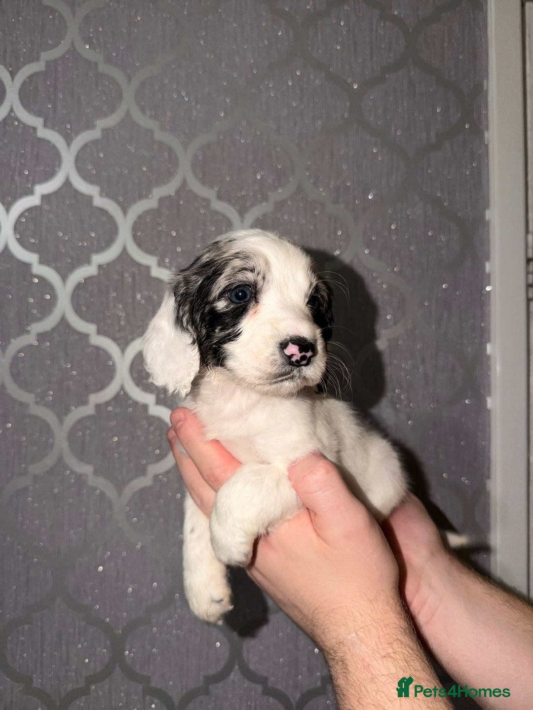 Cocker Spaniel dogs for sale: Cocker spaniel pups   - Advert 8