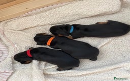 Miniature Dachshund dogs for sale: Miniature Dachshund Puppies   in Pontefract - Image 2