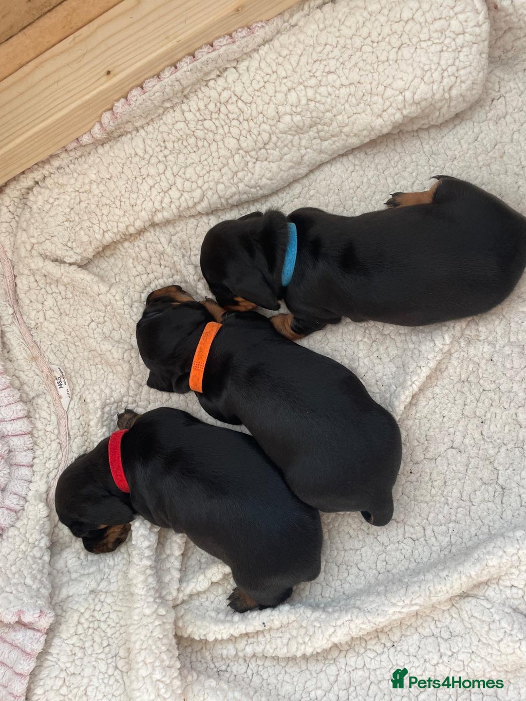 Miniature Dachshund dogs for sale: Miniature Dachshund Puppies   in Pontefract - Image 2