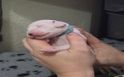 Dalmatian dogs for sale: 100% DALMATIAN LITTER - Image 16