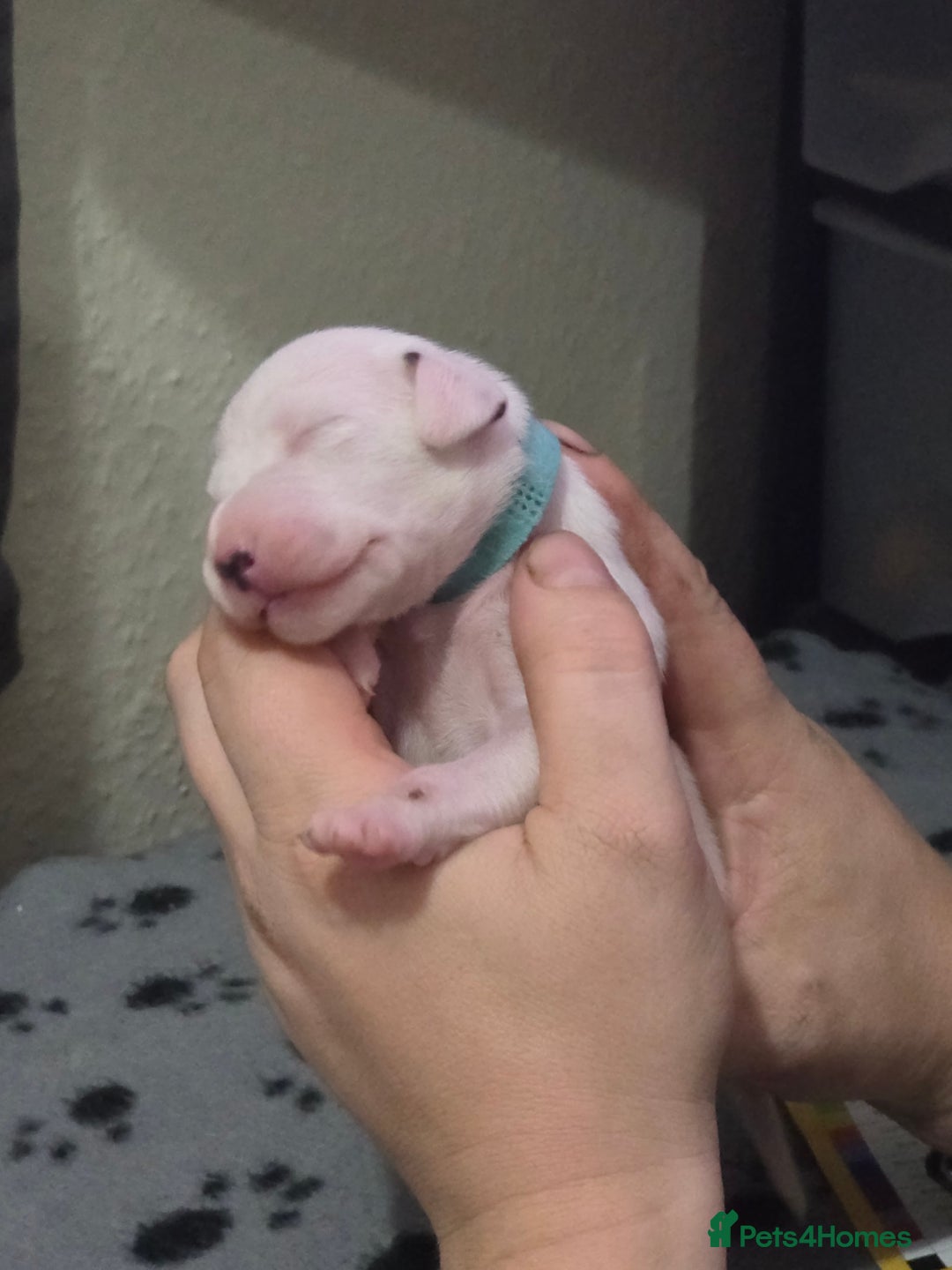 Dalmatian dogs for sale: 100% DALMATIAN LITTER - Image 16